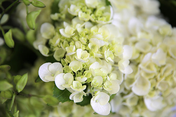 Tips and Tricks for getting the most out of Hydrangeas