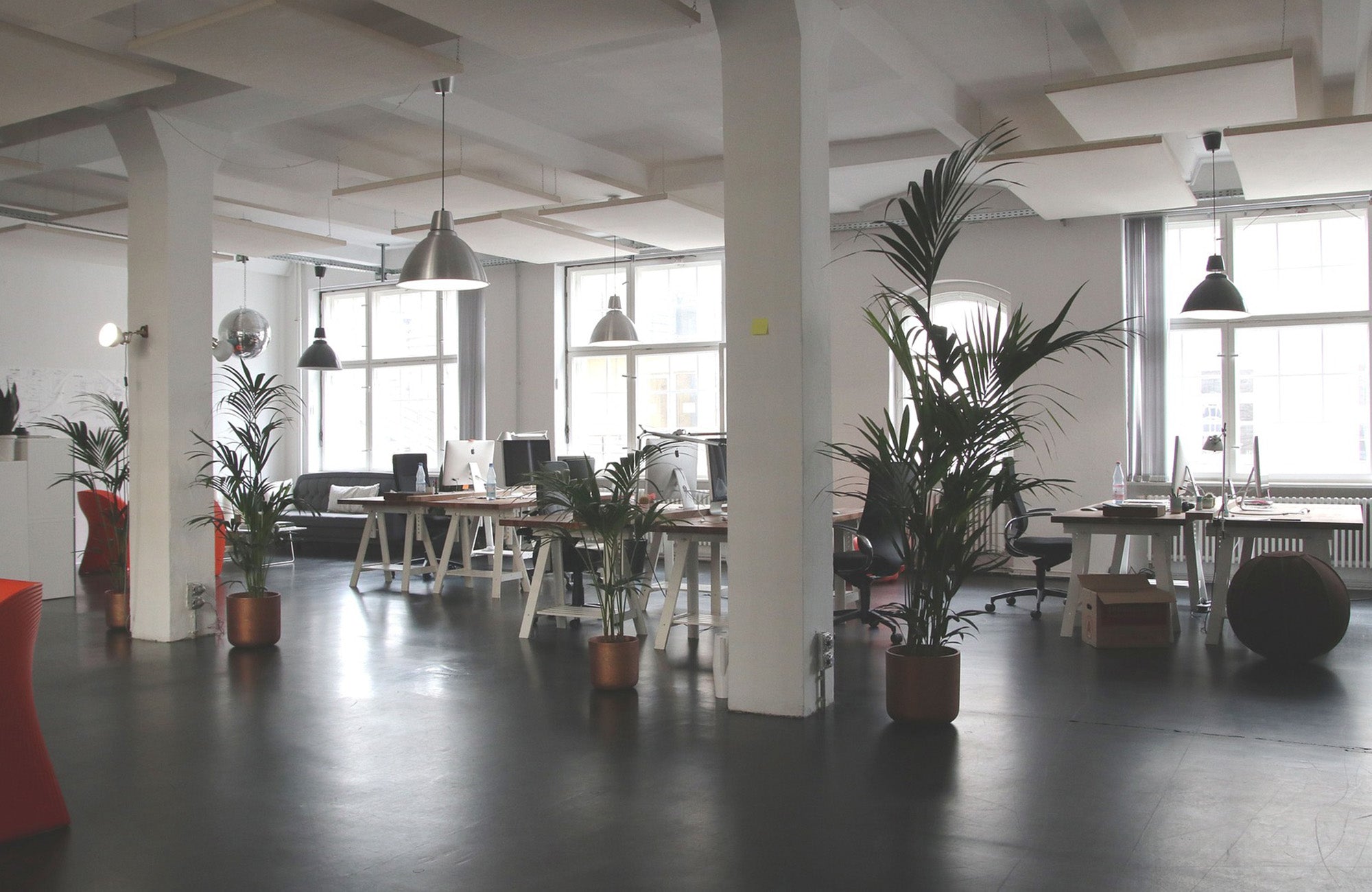 How Plants Purify Your Environment and Lift Your Mood