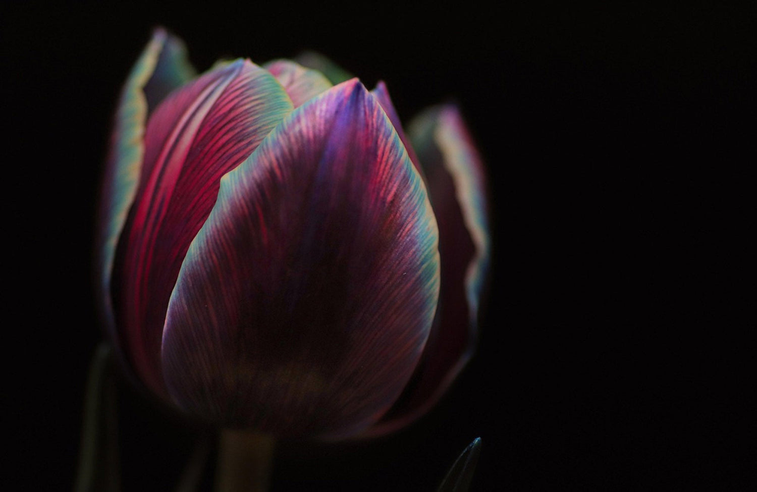 Hero close-up of lavender and creamy-white tulip for June birth-flower blog.