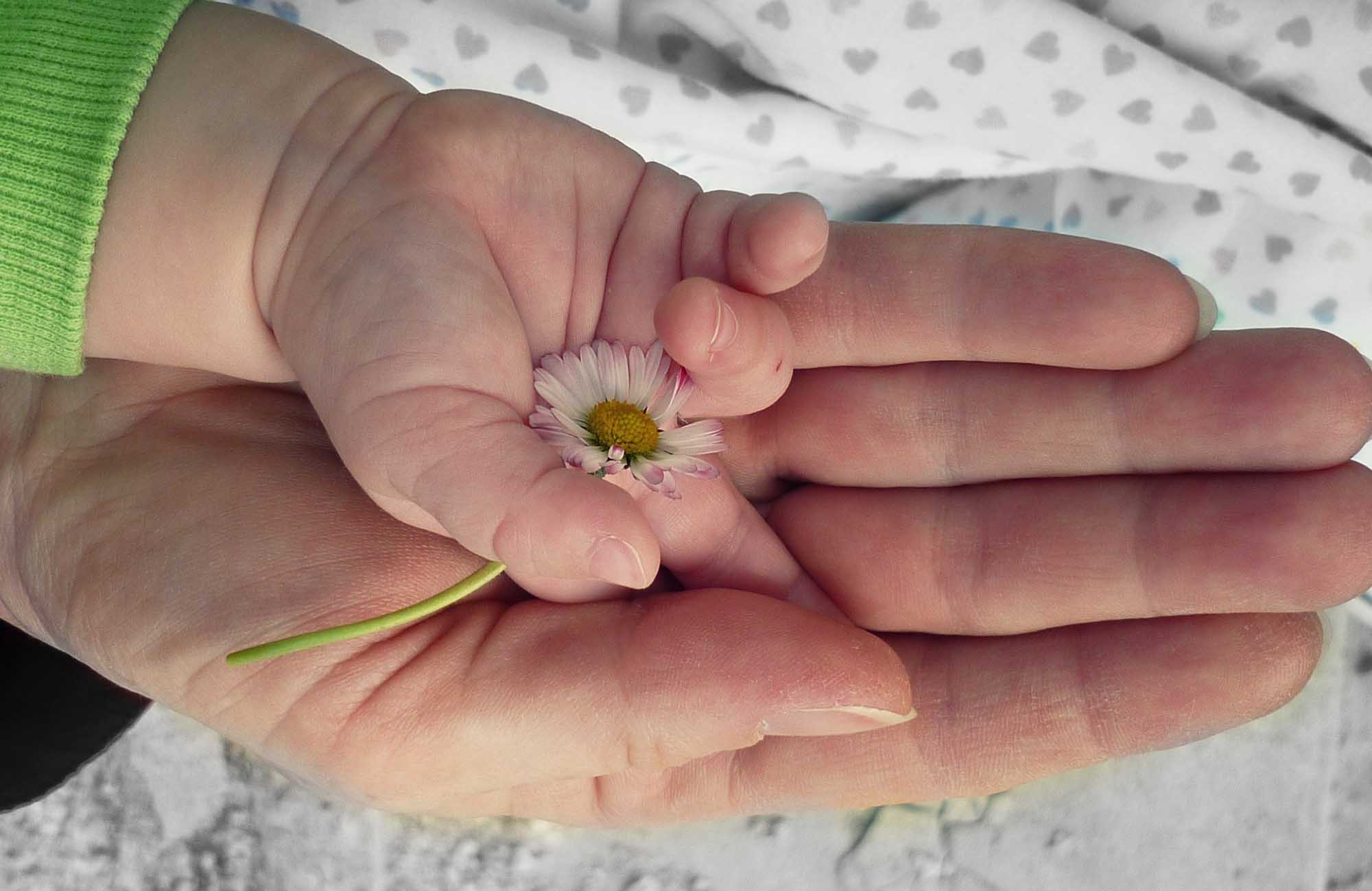 Child's hand with flower in mother's hand