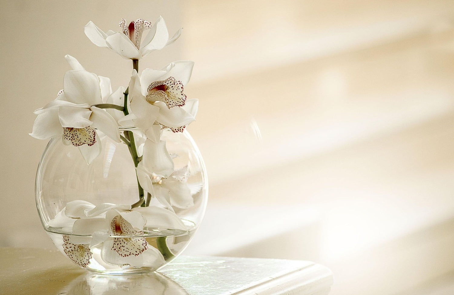 White orchid flowers displayed in vase on counter top