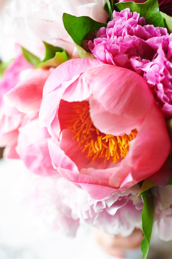 We Love Peonies: Celebrate Spring with Peony Roses