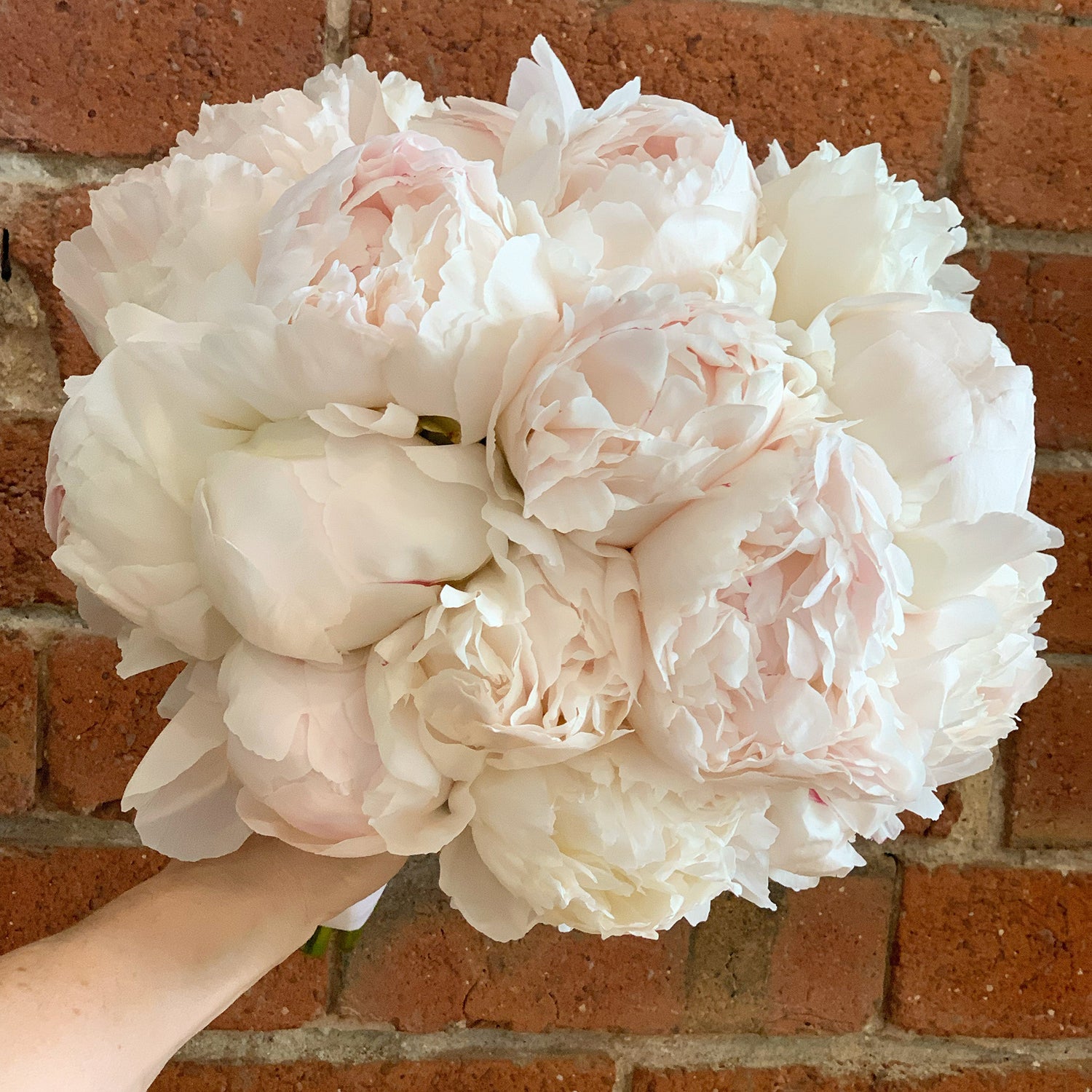 White wedding bouquet of peony roses