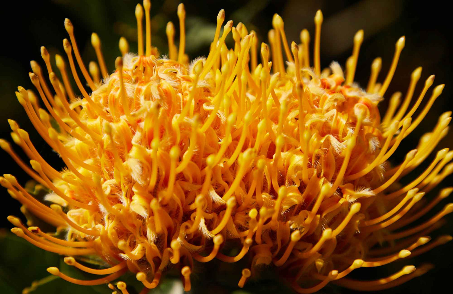 Close up of a yellow pincushion flower