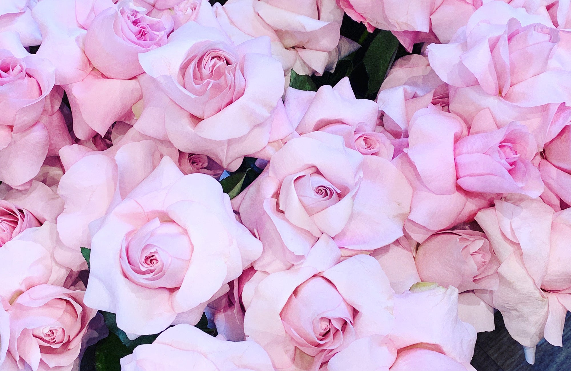 Pink reflexed rose flowers in Melbourne florist shop