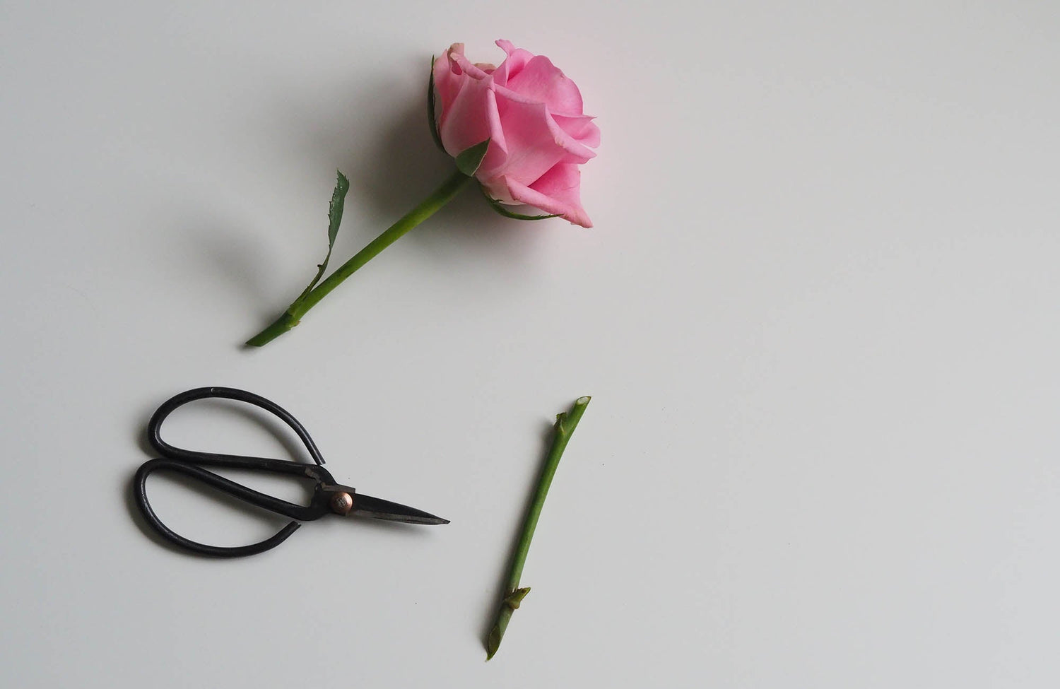 Single cut pink rose stem on flat lay with florist scissors