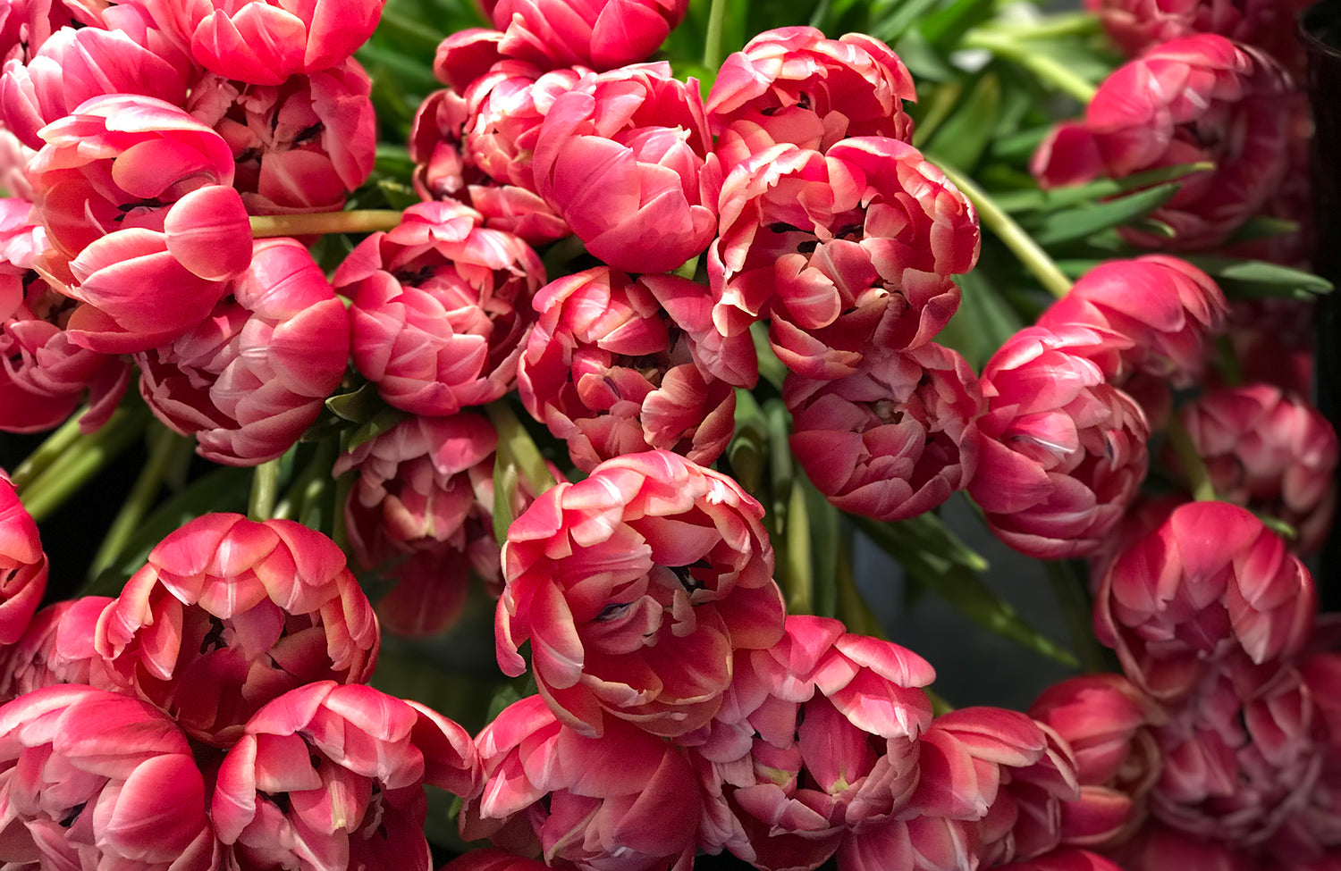 Red Tulips in a Melbourne florist ready for delivery