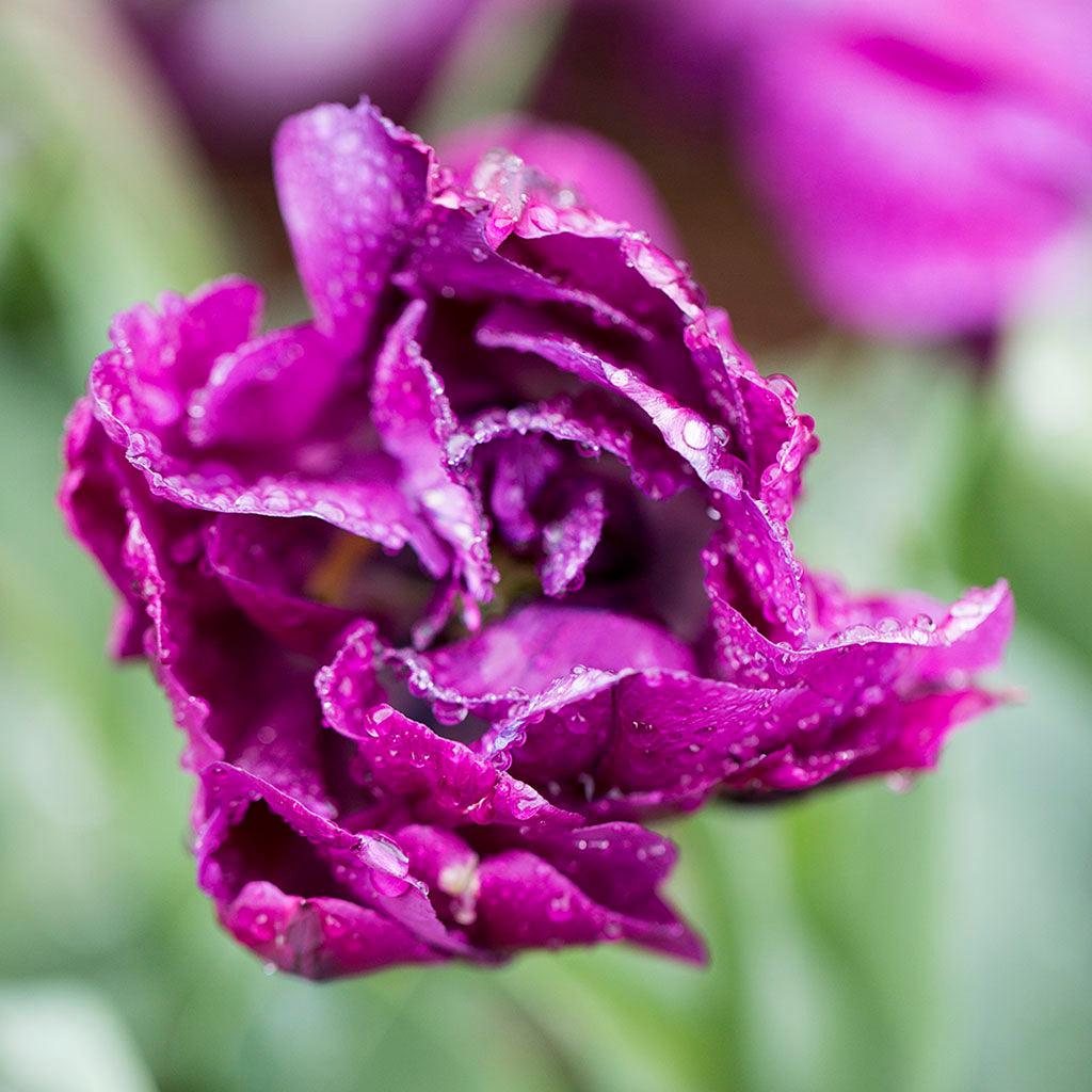 Close up of purple Tulip Flowers 