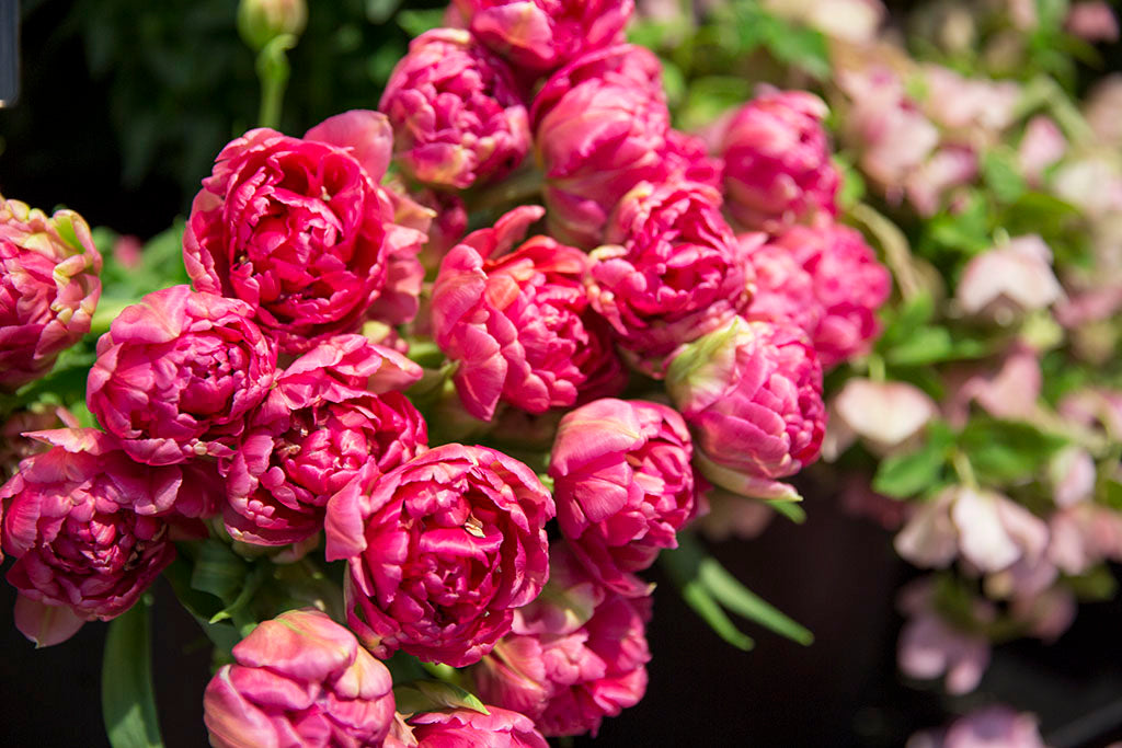 Close up of peony flowers at Melbourne's Best Florist, Kate Hill Flowers