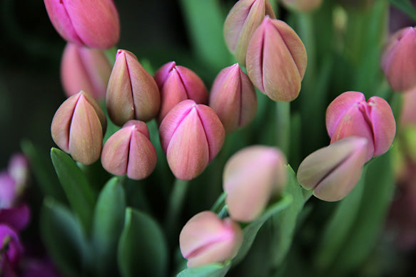 D.I.Y. Tulip arrangement for your home