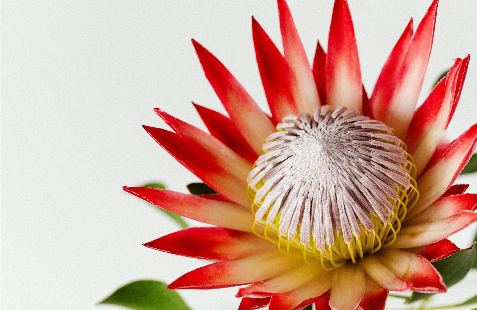 Close up of a Waratah Flower with a white backdrop