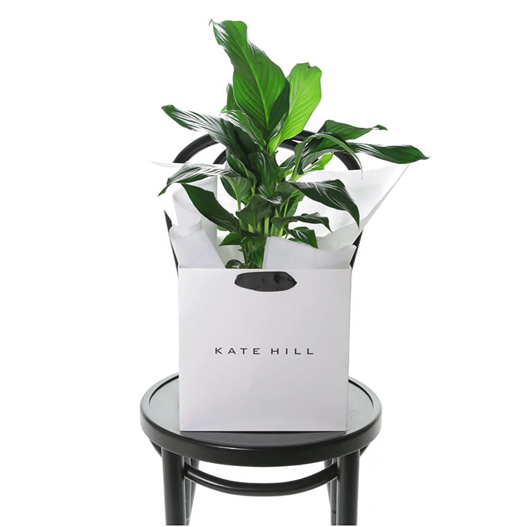 Lush green plant ready for delivery across Melbourne