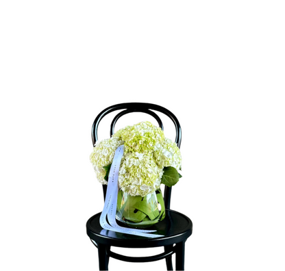 Close up image of A tapered vase lined iwth green leaves, displaying white hydrangeas, sitting on a black bentwood chair against a concrete wall.