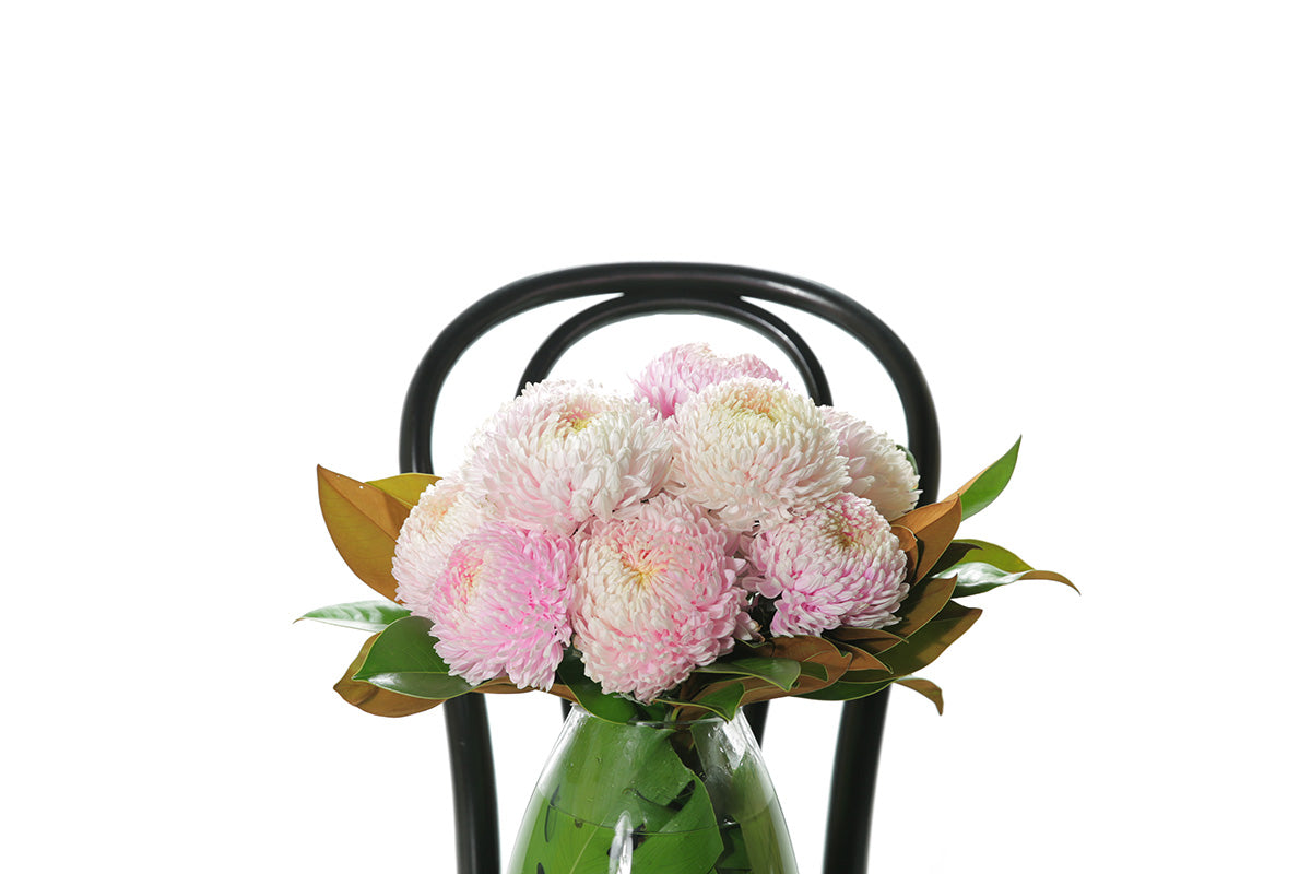 Close up imge of A mushroom vase, lined with green monsteria leaves, displying pink blush disbuds and a hint of foliage. Vase deisign sitting on a black bentwood chair with a white background.