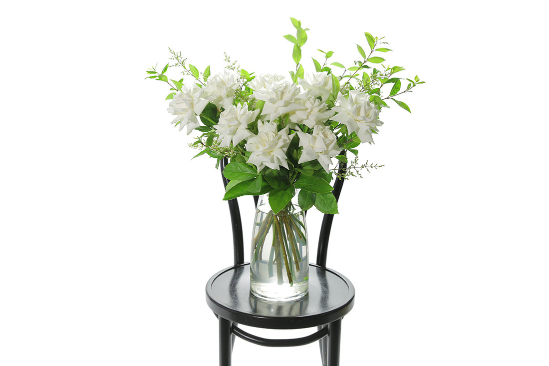White reflexed roses displayed in a clear glass tapered vase sitting on a black bentwood chair with white background.