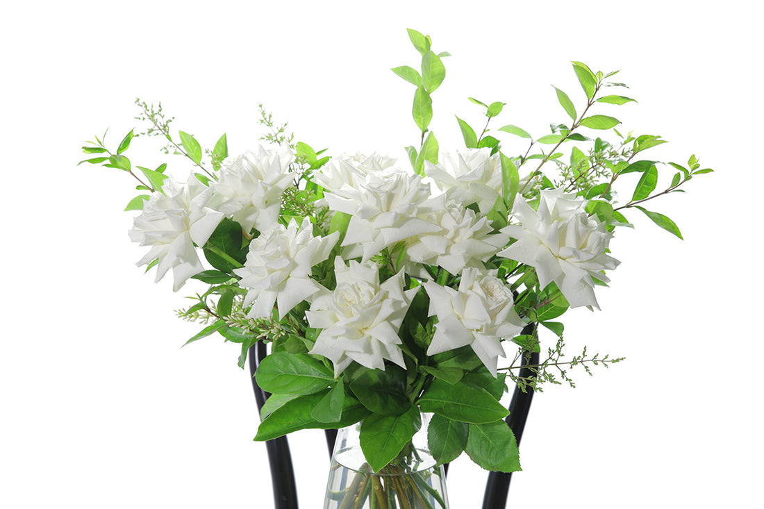 Close up image of white roses. White reflexed roses displayed in a clear glass tapered vase sitting on a black bentwood chair with white background. 