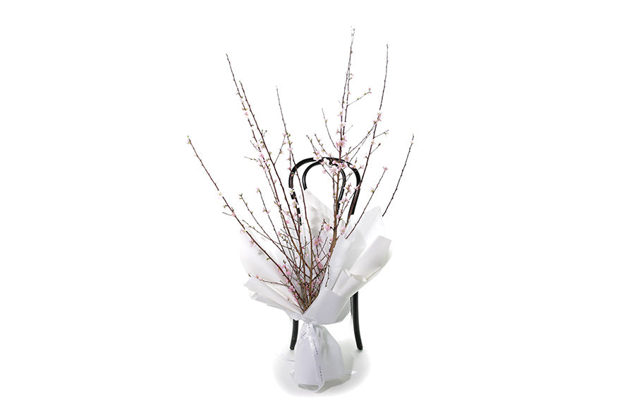 A tall bunch of pink seasonal blossom, beautifully wrapped in Kate Hill Flowers signature white wrapping. Blossom bouquet sitting against black bentwood chair with white background, to give you an idea of how tall the blossom bunch is.