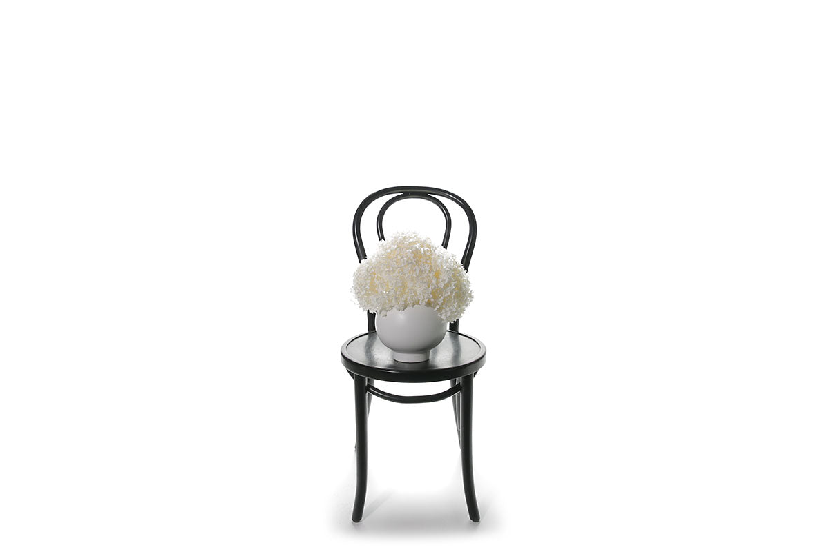 A modern white ball ceramic vase displaying a dome of white preserved dried hydrangeas. Design is sitting on black bentwood chair with white wall background.