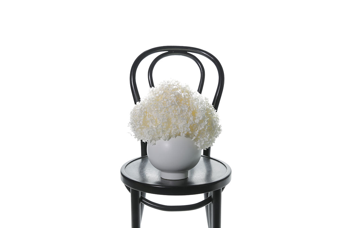 Close up image of a modern white ball ceramic vase displaying a dome of white preserved dried hydrangeas. Design is sitting on black bentwood chair with white wall background.