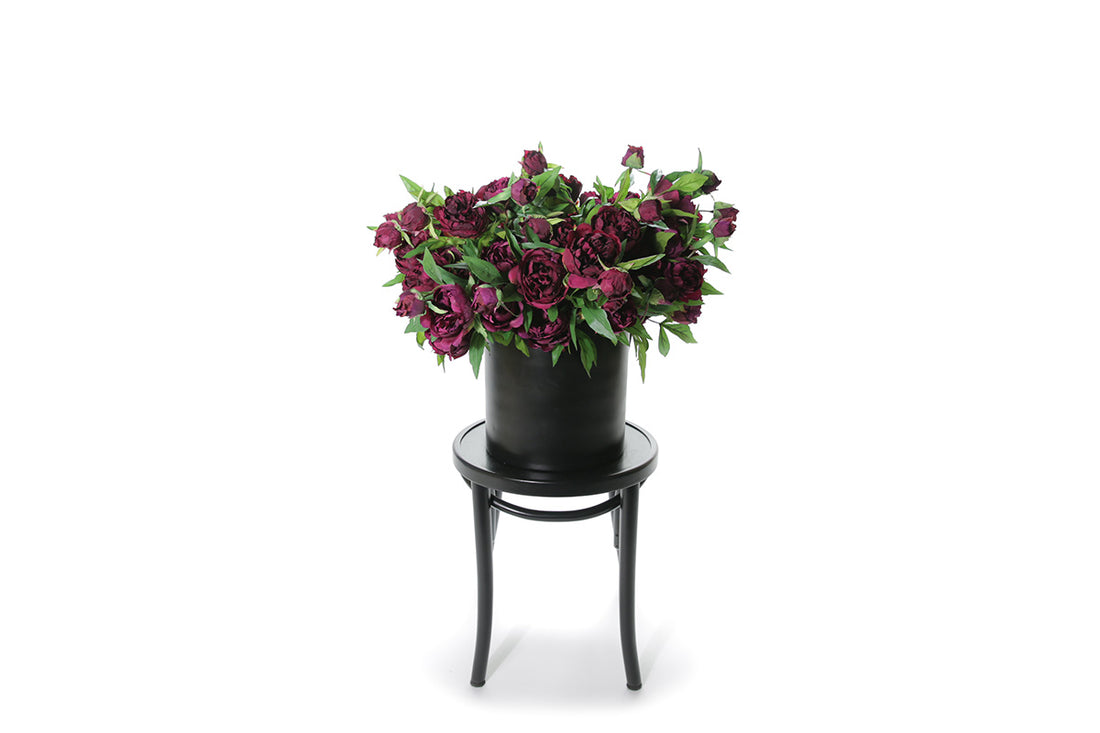 Wide image of  Burgundy wine artificial Peony Roses displayed in black pot, sitting on a black bentwood chair with white background.