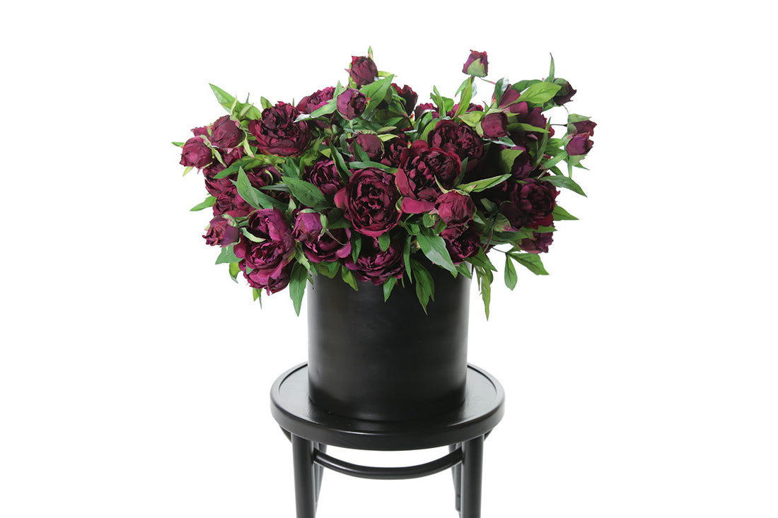 Burgundy wine artificial Peony Roses displayed in black pot, sitting on a black bentwood chair with white background.
