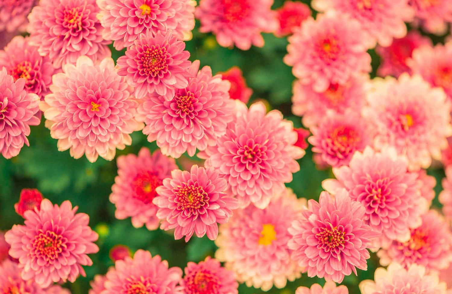 Close-up of pink flowers with a blurred green background
