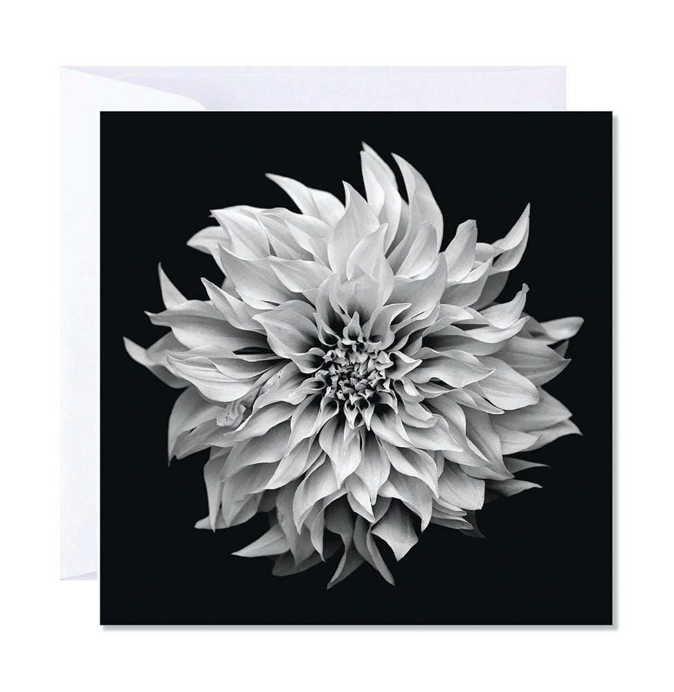 Flower Stock | Dahlia Greeting Card