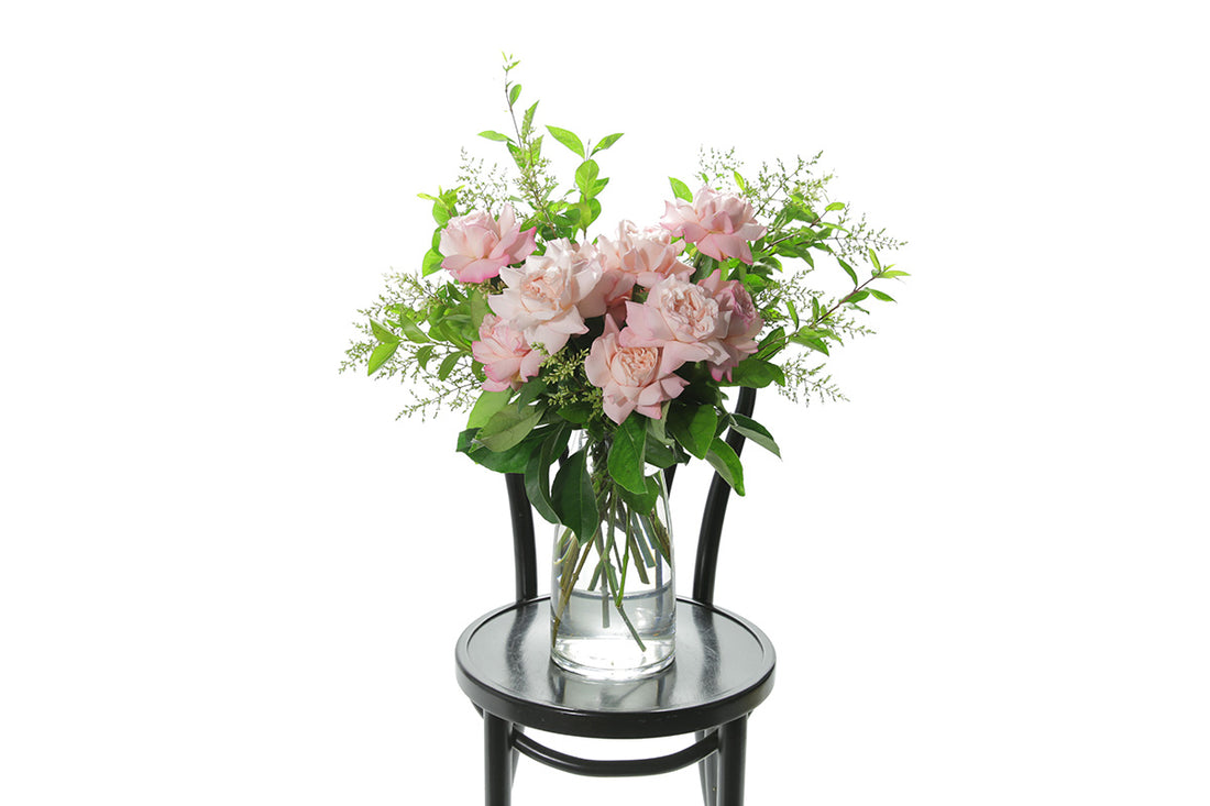 Soft blush pink reflexed roses displayed in a clear glass tapered vase sitting on a black bentwood chair with white background. 