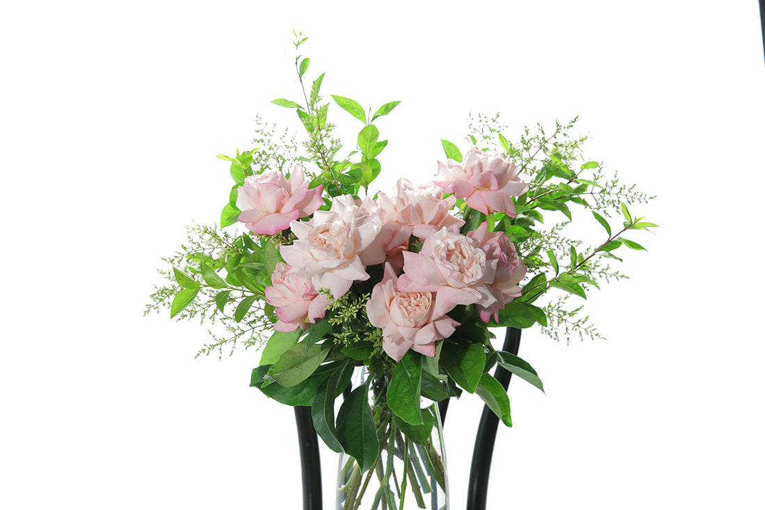Close up image of Feng vase design. Soft blush pink reflexed roses displayed in a clear glass tapered vase sitting on a black bentwood chair with white background.