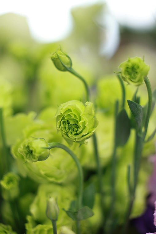 Close-up of green flowers with a blurred background