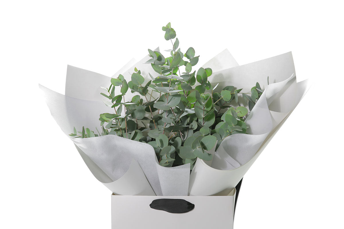 Close up image of GUM Native Foliage Bouquet. A bouquet of native eucalyptus foliage presented in our signature white wrapping. Flower bag bouquet sitting on black bentwood chair with white background.