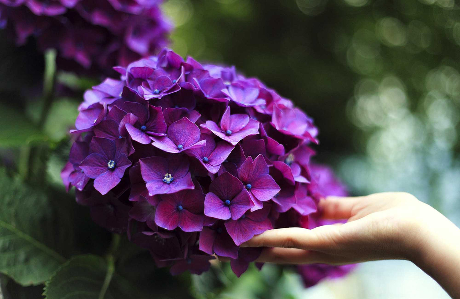 Hand holding a cluster of purple hydrangea flowers with a blurred natural background