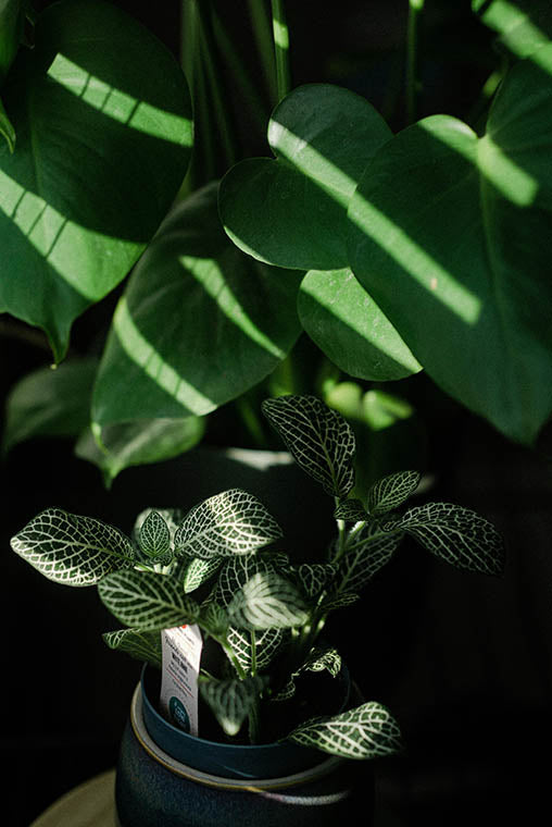 Small potted plant with variegated leaves in front of a larger leafy plant