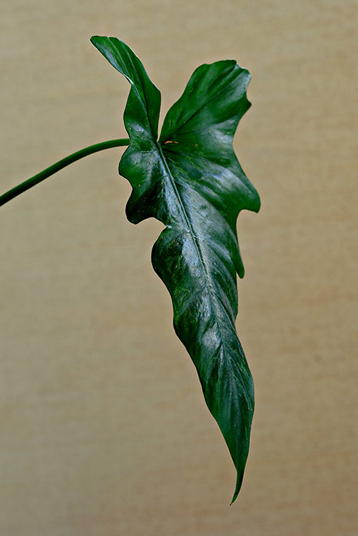 Single green leaf on a beige background