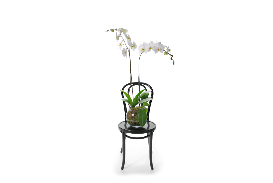A long lasting double stemmed white phalaenopsis orchid plant, nestled in a 25cm diameter green mossed glass ball vase. Plant design sitting on a black bentwood chair. Plant design is placed into a Kate Hill Flower bag and detailed with ribbon, beautifully presented gift.