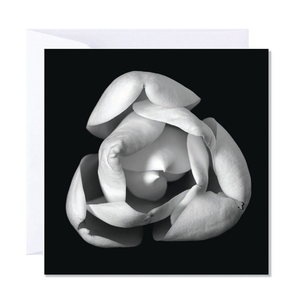 Artistic close up of a magnolia flower in black and white