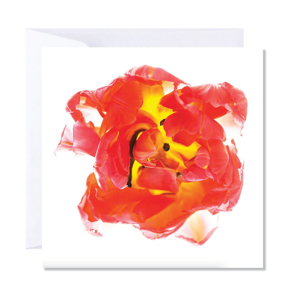 Greeting card featuring an abstract red tulip flower design on a white background.