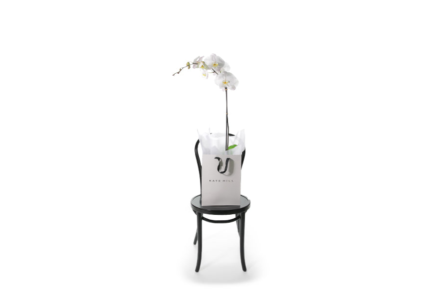 A white premium phalaenopsis orchid plant displayed into a Kate Hill gift bag, nestled with layers of white silky paper. Orchid plant gift sitting on a black bentwood chair.