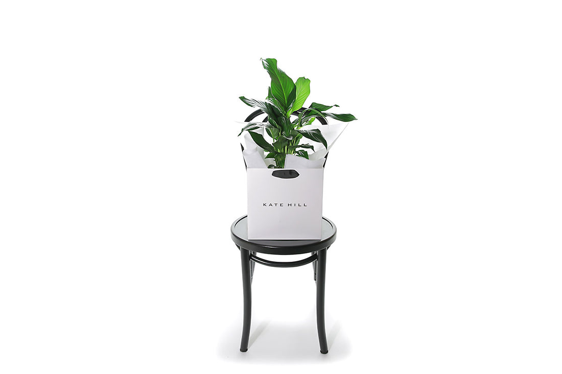 Spathiphyllum Peace Lily Plant