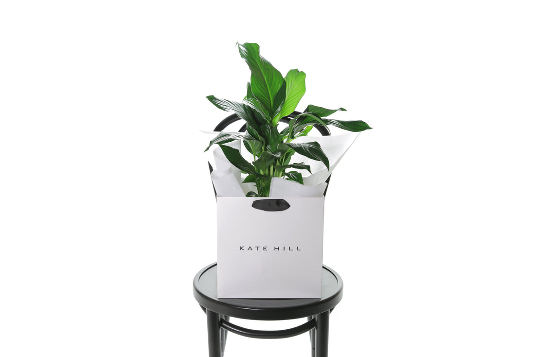 Spathiphyllum Peace Lily Plant