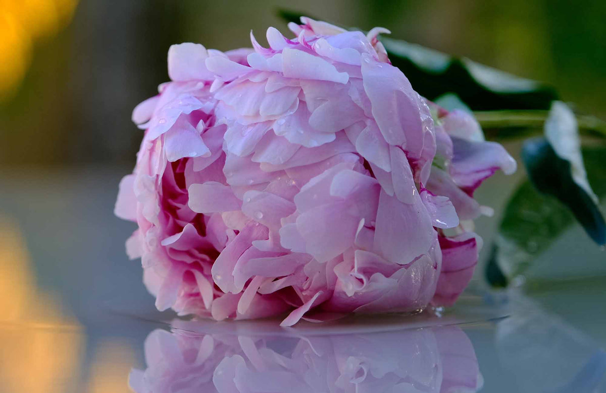 Balwyn flower delivery by Kate Hill Flowers