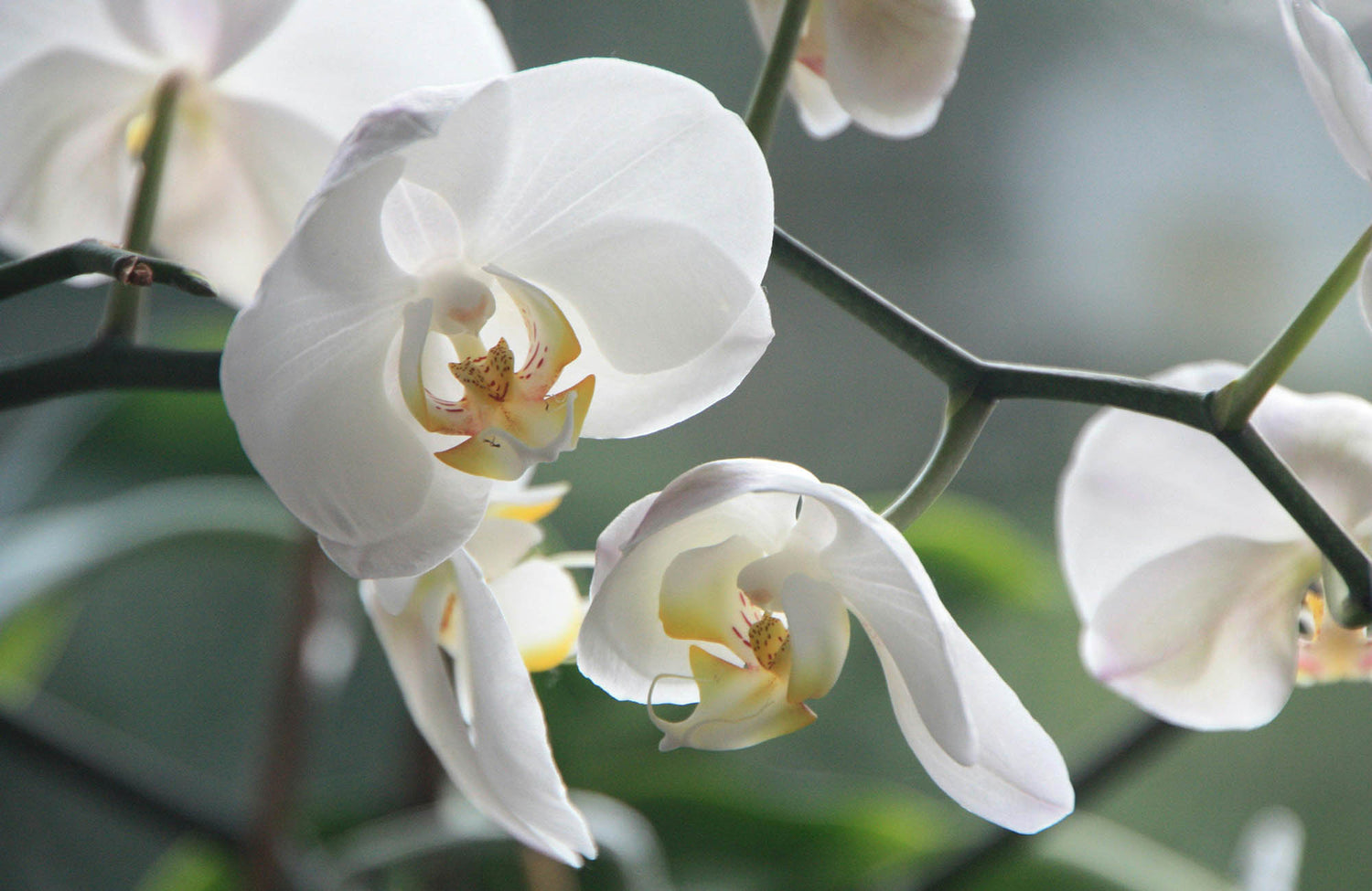 Close-up of white Phalaenopsis orchids