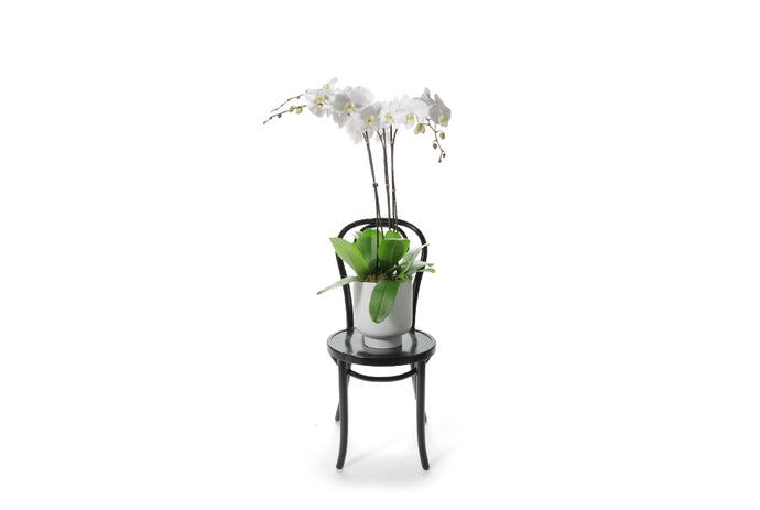 Large white footed ceramic pot, displaying 3 premium white phalaenopsis orchid plants, detailed with lush green moss. Plant design is large and is sitting on a black bentwood chair.