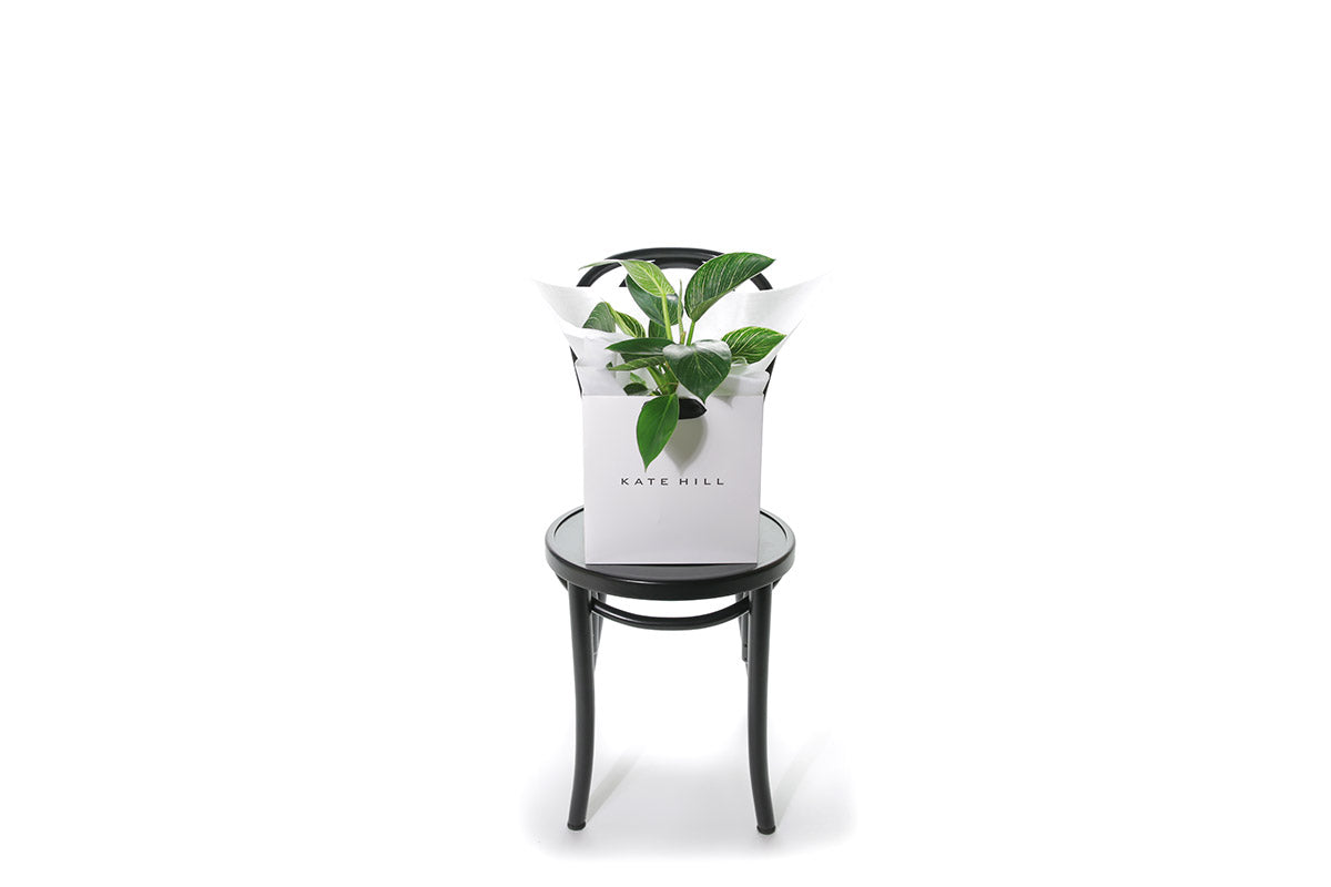 PHILODENDRON BIRKIN PLANT