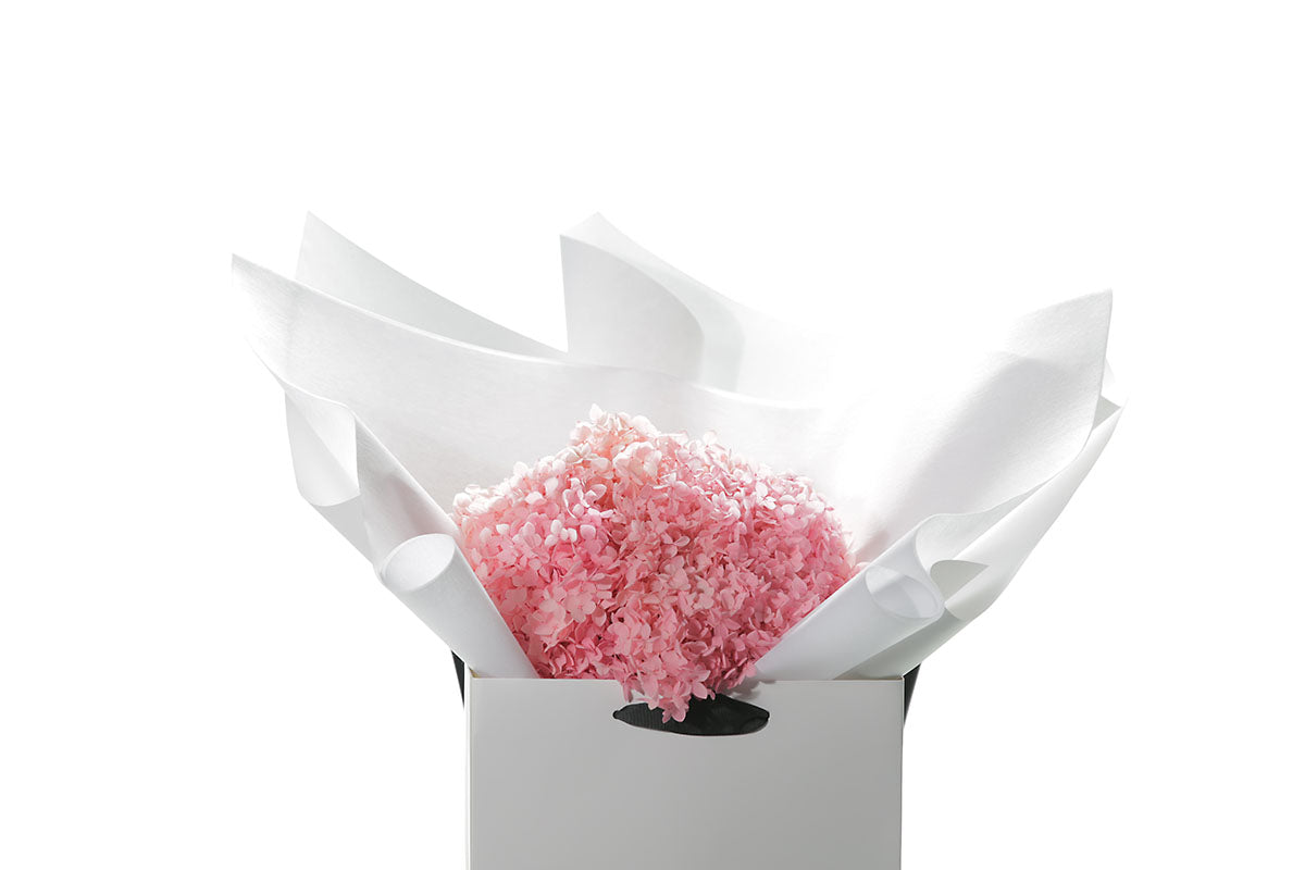 Close up image of a bouquet of candy pink bouquet of preserved dried hydrangeas, beautifully presented in signature white wrapping and flower bag. Flower bouquet sitting on a black bentwood chair with white wall background.