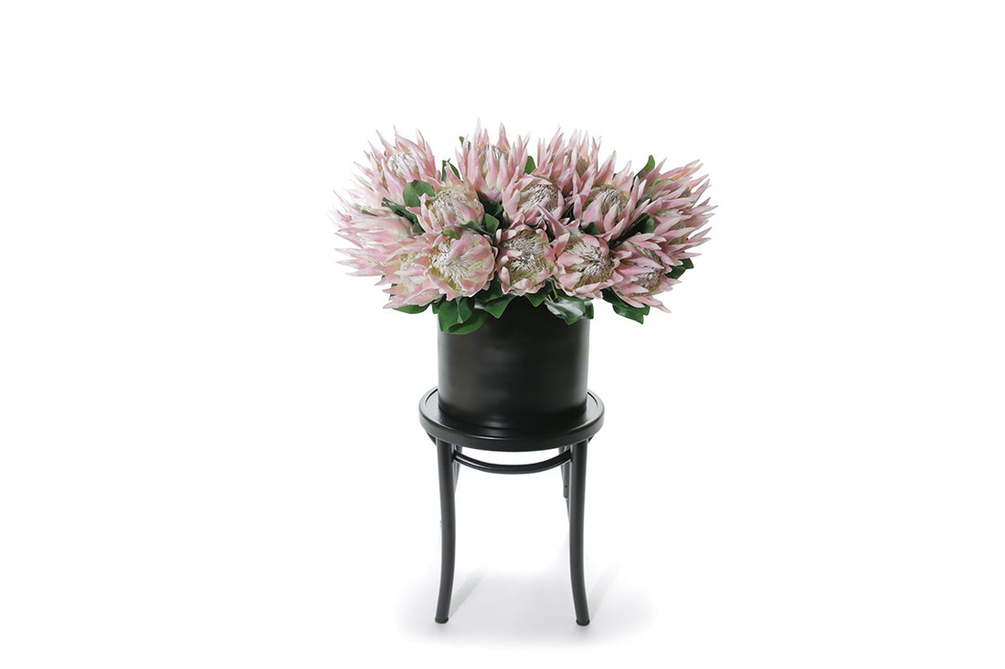 Faux pink king protea stems displayed in a black pot, sitting on a black bentwood chair , with white background.
