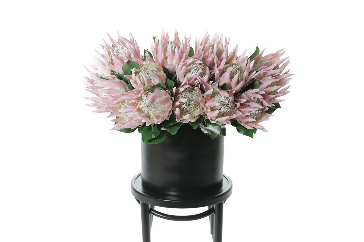 Close up image of Faux pink king protea stems displayed in a black pot, sitting on a black bentwood chair , with white background.