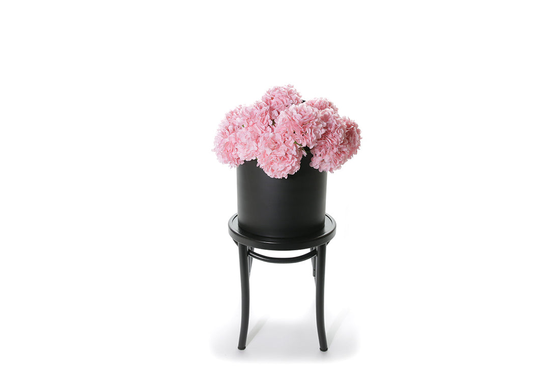Wide image of blush faux hydrangeas sitting in black pot on black bentwood chair with whiet background.