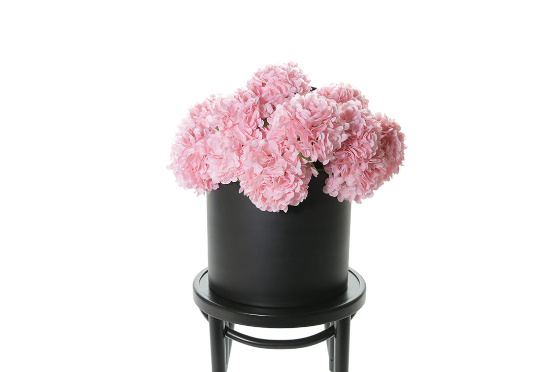 Stems of Blush pink artificial hydrangeas sitting in a black pot on black bentwood chair with white background.
