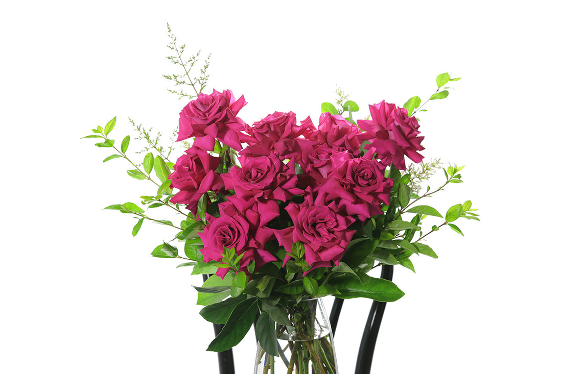 Close up image of hot pink roses. Hot pink reflexed roses displayed in a clear glass tapered vase sitting on a black bentwood chair with white background. 